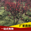 紅葉石楠批發園林工程色塊綠化樹木 紅葉石楠樹 基地直銷