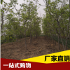 核桃樹苗批發基地 魯光核桃苗批發廠家 高產核桃苗