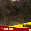 基地供應紅葉李 速生紅葉李 行道綠化工程專用樹木