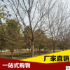 基地供應綠化工程垂柳樹 速生風景黃金柳樹苗