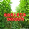 專供桑樹 優質桑樹 桑樹苗批發 規格齊全 量大優惠大量出售
