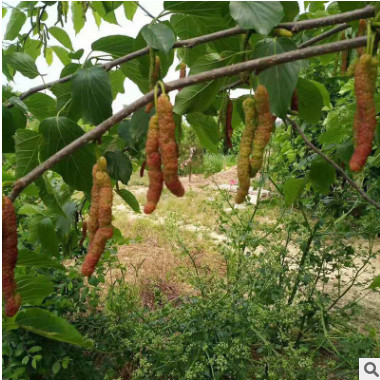 批發價出售大量紫椹果桑苗品種純 現挖現賣掛果多黑珍珠果桑苗