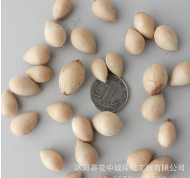 綠豐耀種業(yè) 批發(fā)銀杏種子百果樹種子