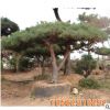 基地直銷風(fēng)景綠化精品迎客松造型優(yōu)美易成活迎客松規(guī)格齊全