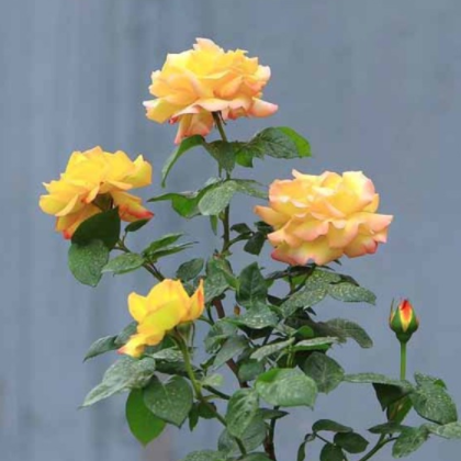 南陽月季 大花月季 盆花月季 量大從優