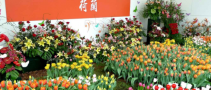 2019上海人造草坪及仿真植物展【2019上海錦鯉展訊】