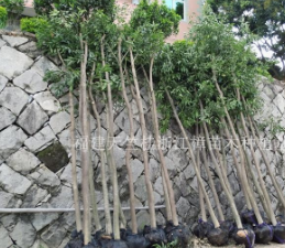 福建泉州低價天竺桂供應(yīng) 福建截桿天竺桂基地 江西骨架天竺桂行情