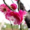 廠家批發四季梅花造型盆栽樹苗 園林綠化臘梅花卉植物 規格齊全