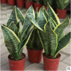 批發(fā)虎皮蘭室內(nèi)盆栽 四季綠植虎皮蘭盆栽