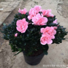 杜鵑花苗 室內(nèi)杜鵑花盆栽花卉 盆栽杜鵑花 盆景