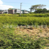 基地大量出售 慈孝竹 紫竹 剛竹 青竹
