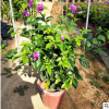 福建三角梅 安格斯三角梅 盆栽植物 浮山王子三角梅批發(fā)