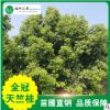 【全冠天竺桂】苗圃供應(yīng)各個(gè)規(guī)格喬木基地常綠園藝樹(shù)行道風(fēng)景樹(shù)