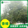 【香樟樹(shù)】苗圃直銷供應(yīng)綠化植物工程園林苗木綠化常綠喬木