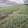 批發紅豆杉樹苗綠化苗木造型盆景凈化空氣量大從優紅豆杉