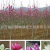 基地直銷紫玉蘭苗行道樹綠化 紅玉蘭苗 黃玉蘭樹 白玉蘭樹批發