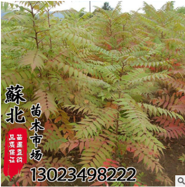 基地直銷林木園林觀葉類專業種植火炬樹苗