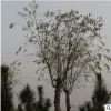 大量批發垂柳價格優惠量大從優帶土球保濕發貨土壤適應強垂柳