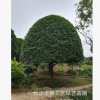 苗圃直銷(xiāo)18公分精品桂花樹(shù) 八月桂花 金桂 規(guī)格齊全