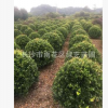 苗圃大量供應(yīng)80公分--1米2精品金森汝貞球