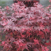 批發工程綠化苗紅楓小苗 日本紅楓 秋火焰紅楓 庭院種植
