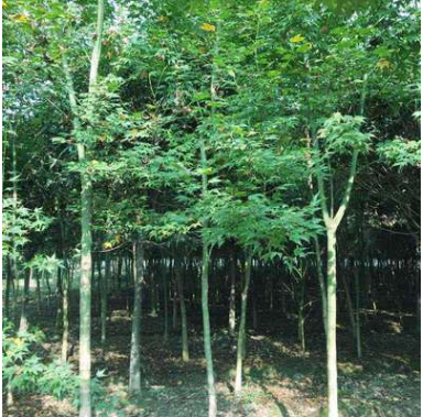 青楓2-3米截桿耐旱植物批發(fā)供應(yīng)“四季”綠化苗木園林觀賞
