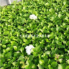 八仙花