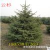 現(xiàn)貨直供云杉 抗寒抗旱 成活好云杉基地現(xiàn)挖現(xiàn)賣 量大優(yōu)惠