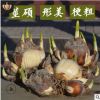 水仙花種年宵花卉 水仙花種球 室內綠植盆栽冬季室內耐寒水培植物