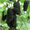 庭院盆栽無籽桑葚苗 地栽桑樹苗 南方北方樹莓果樹苗種植當年結果