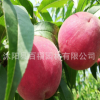 批發(fā)桃樹苗 中桃9號桃樹苗 早熟新品種水蜜桃樹苗 南北方可種植桃