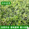 梔子花大葉梔子花小葉梔子花四季梔子花海梔子二梔子四季開花植物