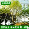 苗圃基地直供樸樹樹苗 園林綠化苗木 從生單桿樸樹小苗大苗批發(fā)
