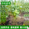 特價批發(fā)苗圃直銷苗木 木芙蓉 木芙蓉2-10分支 園林綠化植物