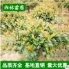 紅葉石楠 盆栽 基地直銷 紅葉石楠球 品種齊全 價格優(yōu)惠