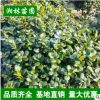 供應無刺構(gòu)骨球 枸骨球小苗灌木花卉 園林綠化 常綠喬木 規(guī)格齊全
