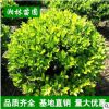 基地直銷金森女貞球苗 金森女貞小苗 規(guī)格齊全貨源足 量大從優(yōu)