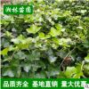 批發(fā)常春藤 四季常青爬山虎垂掛攀沿爬藤基地直銷量大從優(yōu)
