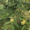 園藝場(chǎng)直售板栗樹(shù)苗 嫁接果樹(shù)苗大紅袍栗子苗 果實(shí)甘甜可口板栗苗