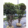 精品桂花/大桂花八月桂丹桂金銀桂花四季桂等綠化工程用苗