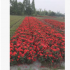 供應庭院攀爬藤月季，大花月季，薔薇，豐花月季
