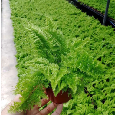 墻體綠化腎蕨綠植小盆栽蜈蚣草（90 ）密葉波斯頓蕨