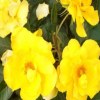 豐花月季