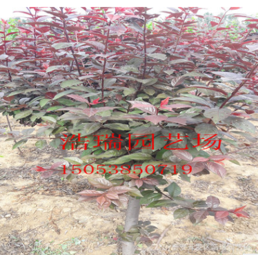 紅葉李紫葉李綠化樹木 低價出售各種綠化樹