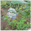 基地直銷優質藍莓苗 藍豐藍莓苗品種純正歡迎歡迎實地考察藍莓苗