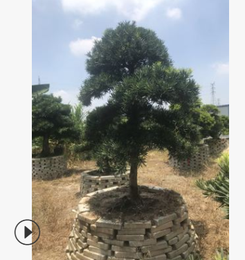 編號64直銷優質中國羅漢松 1.5米喬木園藝庭院羅漢松常綠性盆景樹