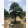 編號64直銷優質中國羅漢松 1.5米喬木園藝庭院羅漢松常綠性盆景樹