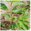 果樹苗基地 無花果苗 波姬紅紫果布蘭瑞克無花果樹苗批發當年結果