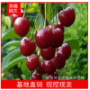 櫻桃樹苗 大櫻桃果樹苗 酸甜可口櫻桃 現貨櫻桃小苗%%