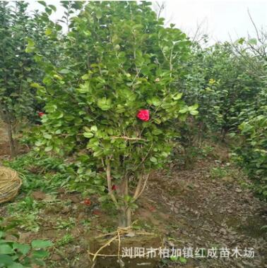 多季開花 湖南茶花價(jià)格 山茶花 七星茶花小苗 茶花球